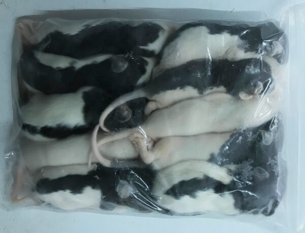 Ratten-Pelz gefroren klein 15-20g (10er Pack)