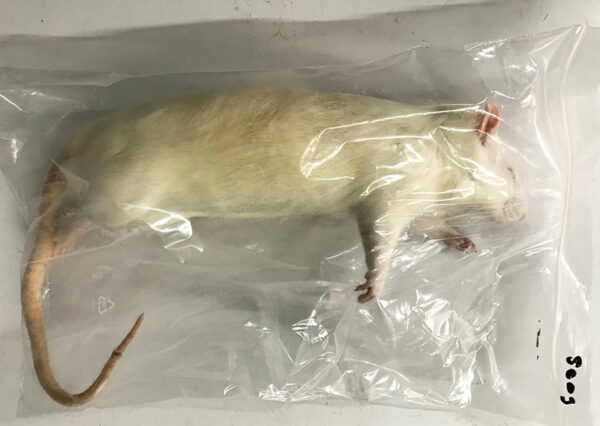 Ratten gefroren 400-500g (einzeln)